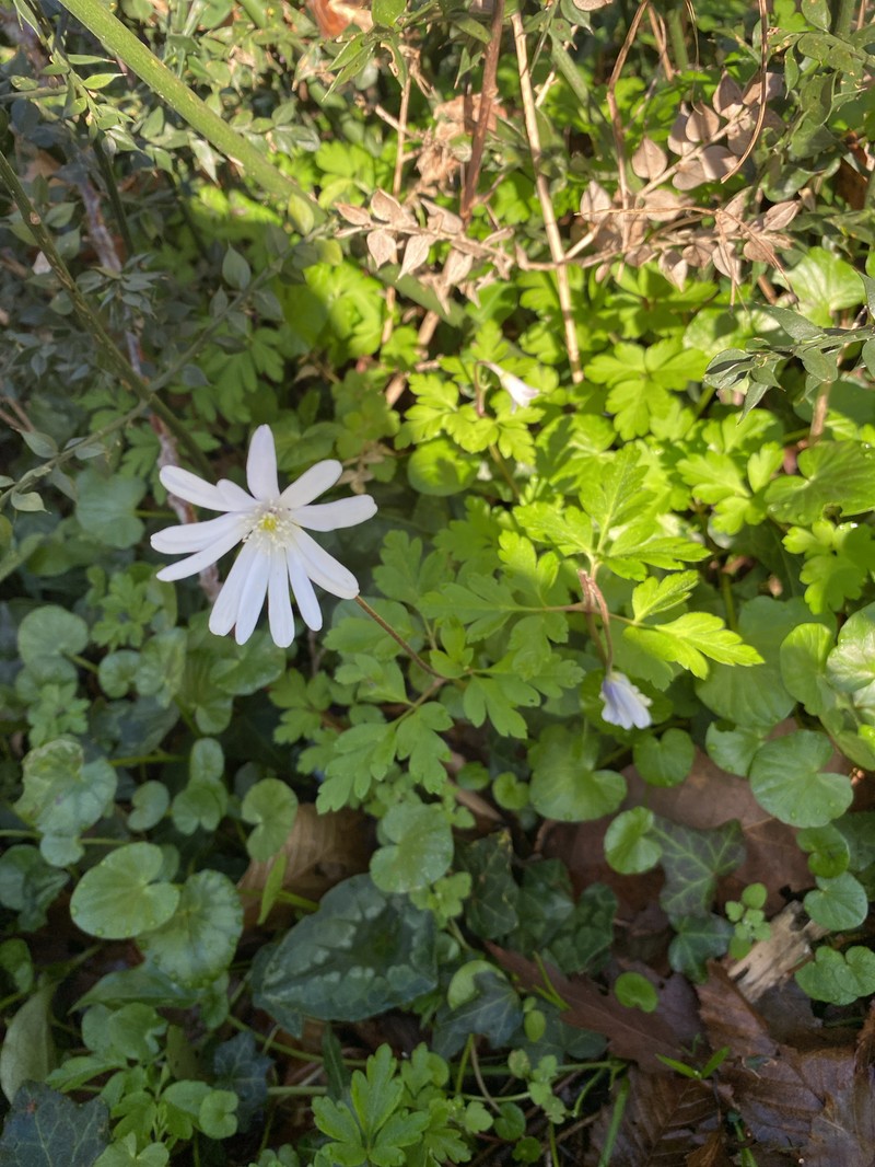 Anemone apennina photo 3