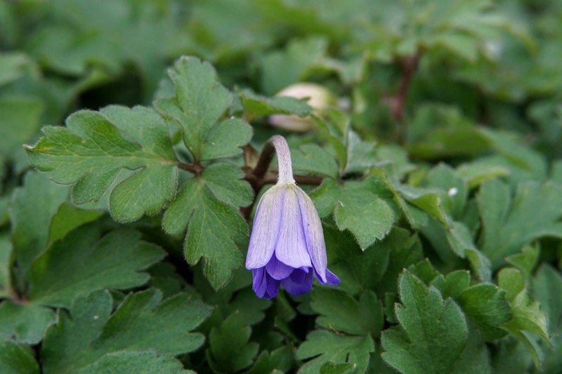 Anemone apennina photo 4