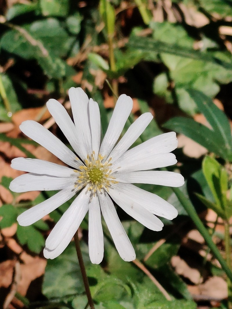 Anemone apennina photo 5