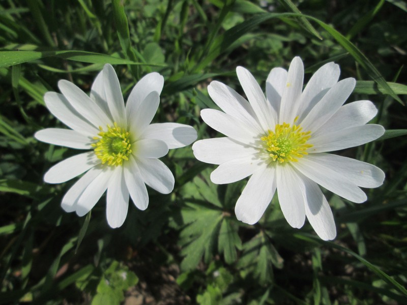 Anemone apennina photo 6