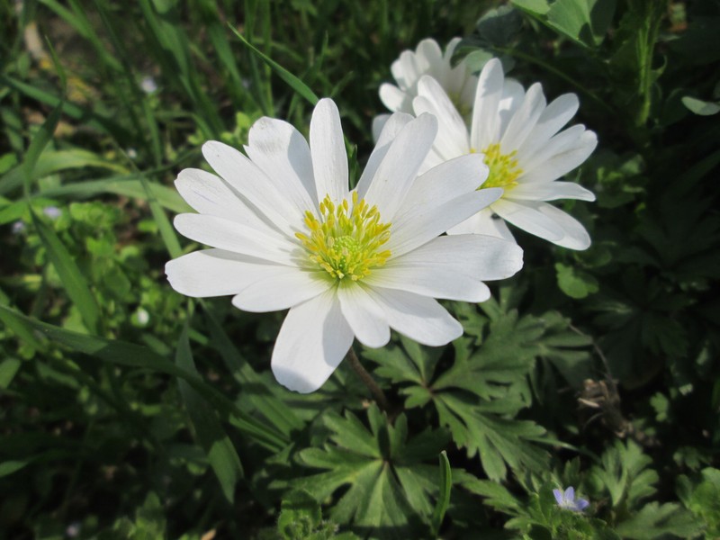Anemone apennina photo 7