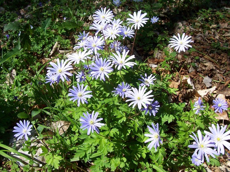 Anemone apennina