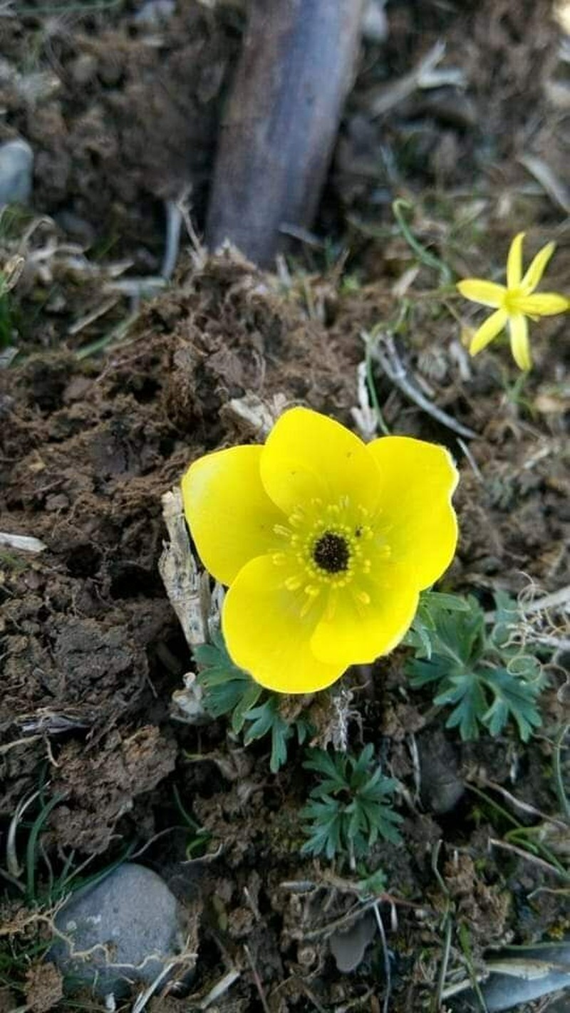 Anemone baissunensis photo 2