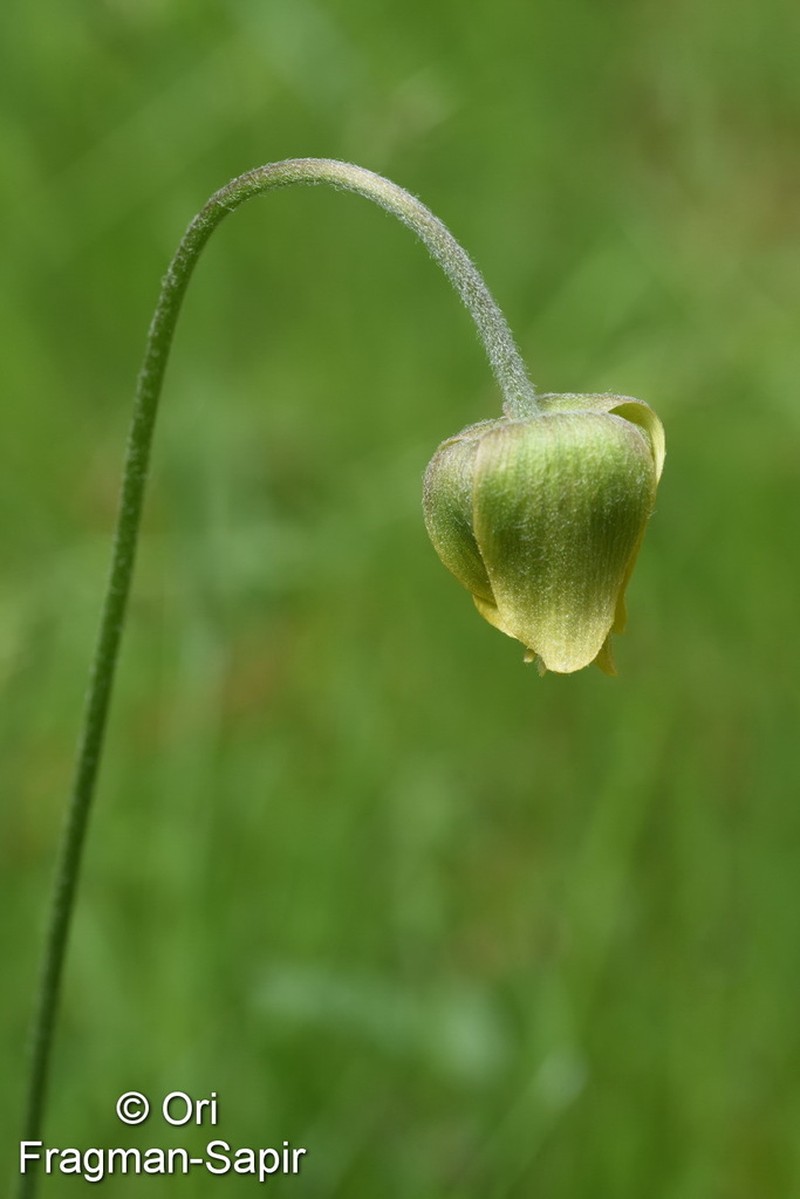 Anemone baissunensis photo 3