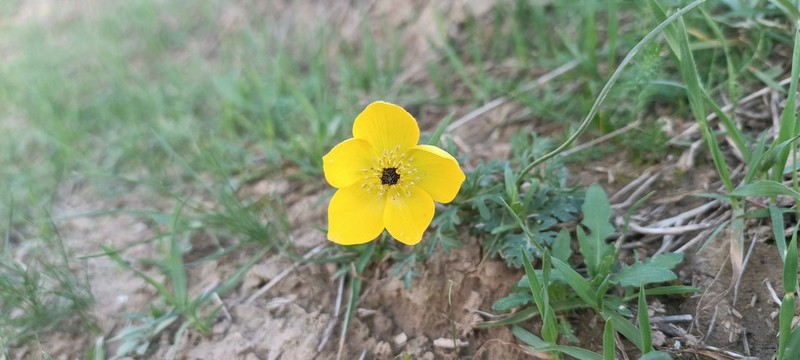 Anemone baissunensis photo 4