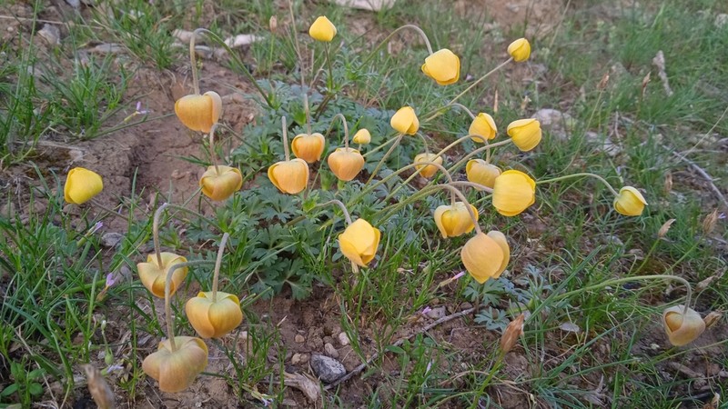 Anemone baissunensis photo 6