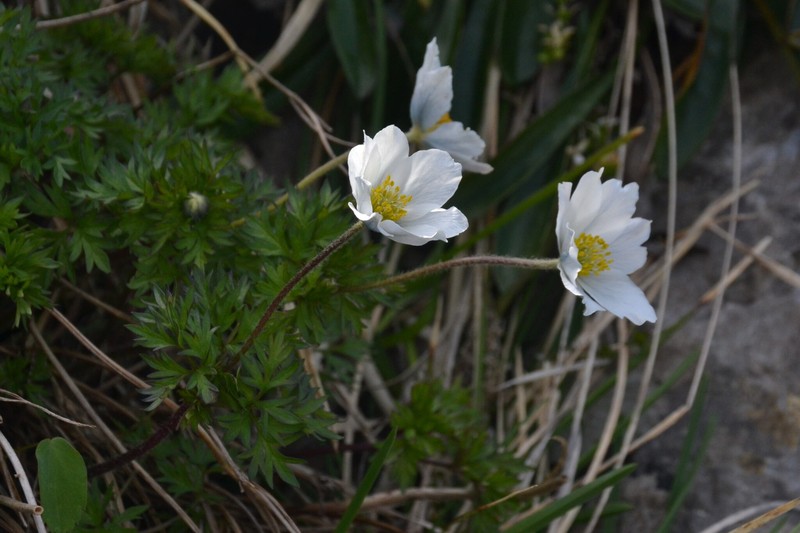 Anemone baldensis photo 2