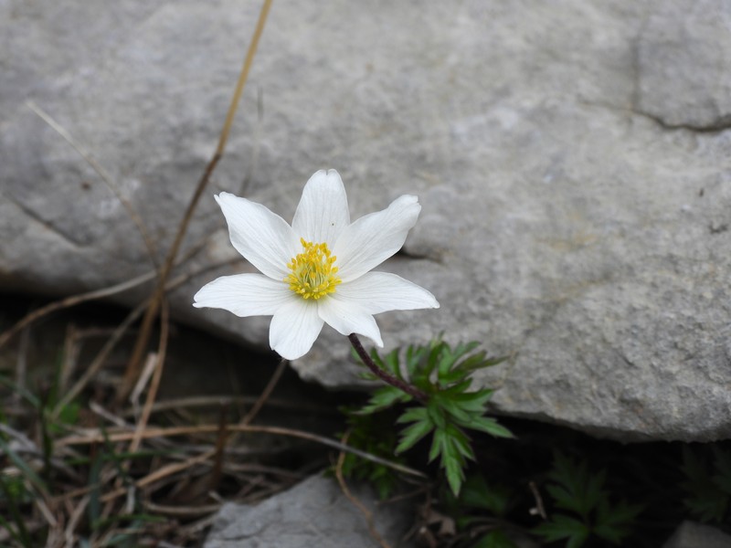 Anemone baldensis photo 3