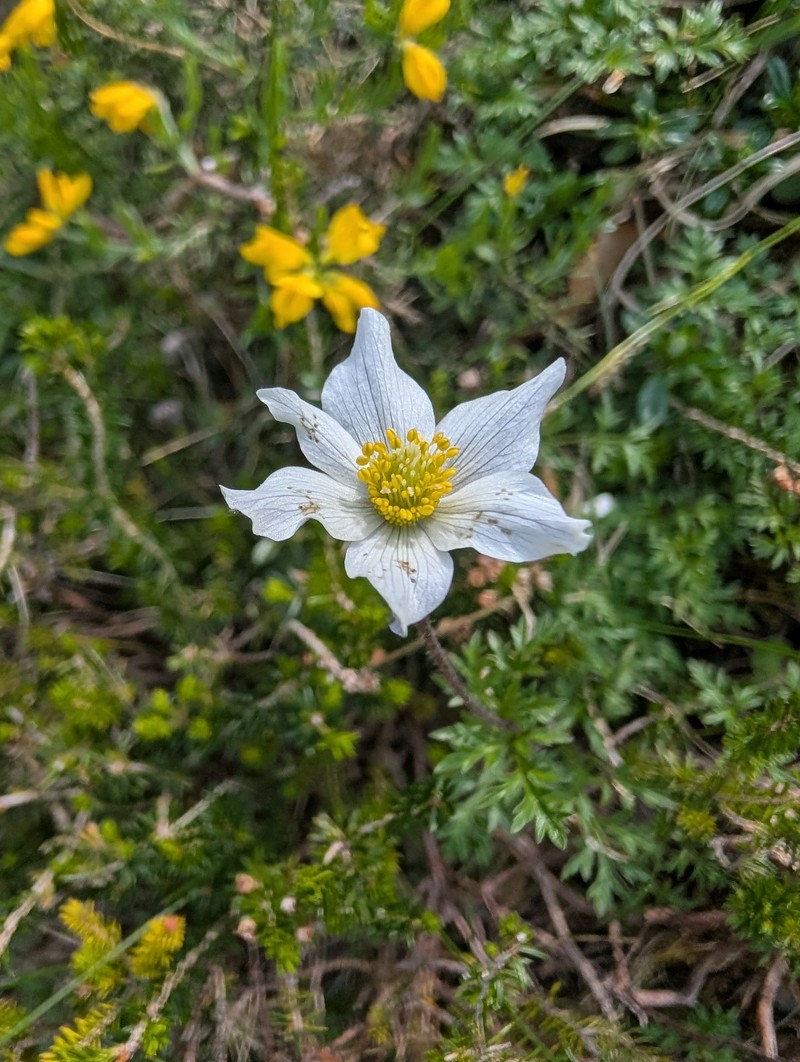 Anemone baldensis photo 4
