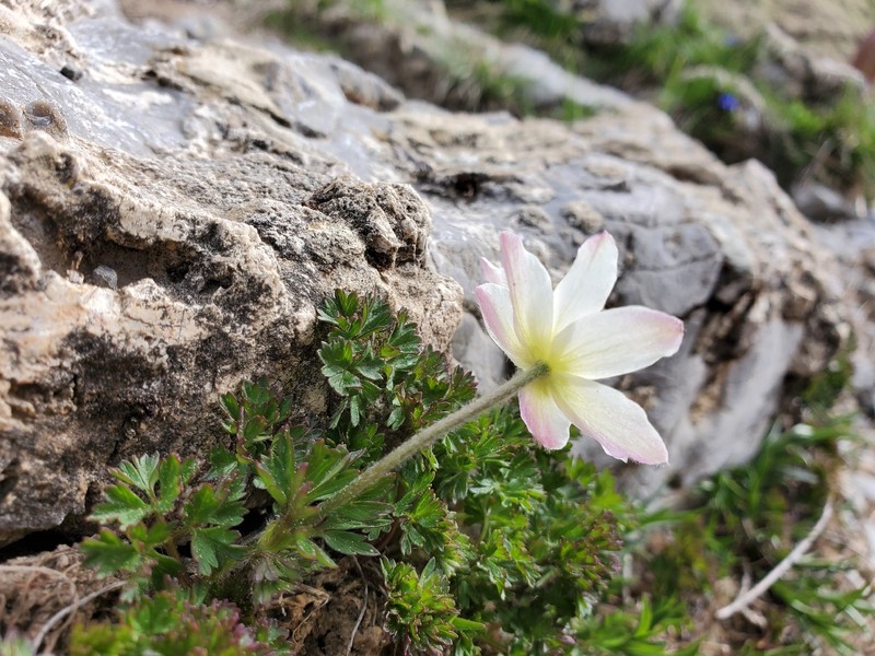 Anemone baldensis photo 5