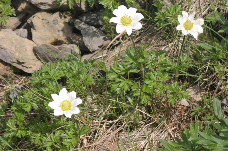 Anemone baldensis photo 6
