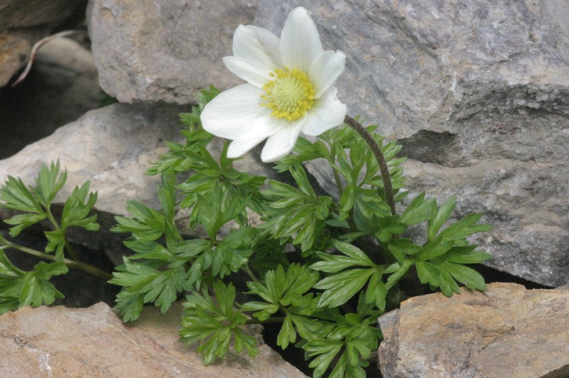 Anemone baldensis photo 7