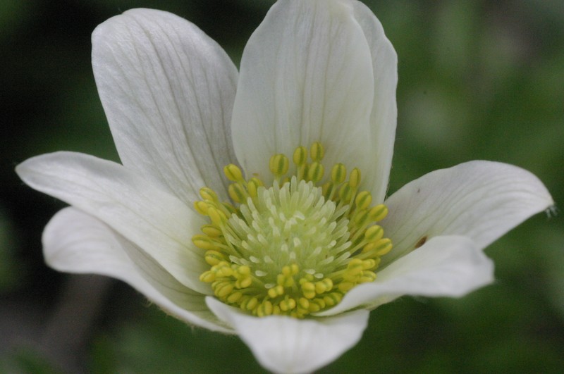 Anemone baldensis photo 8