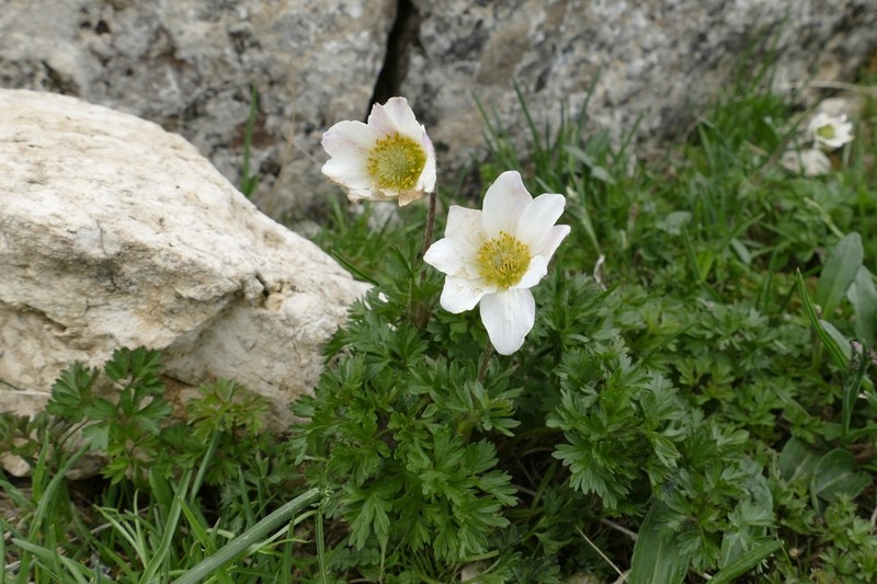 Anemone baldensis