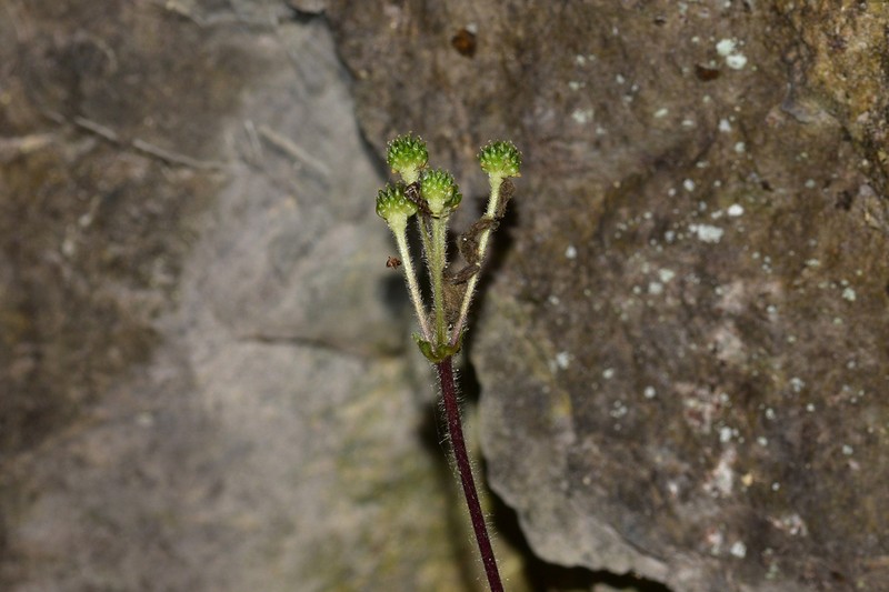 Anemone begoniifolia photo 2