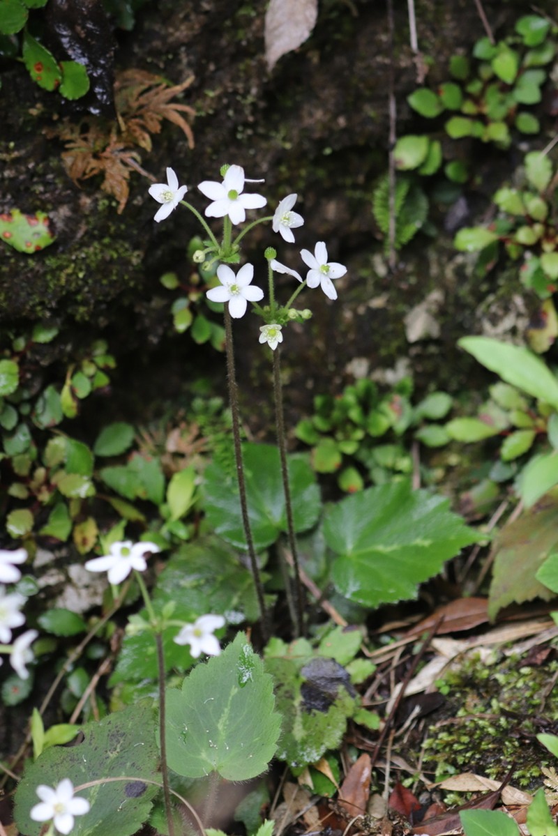 Anemone begoniifolia photo 3