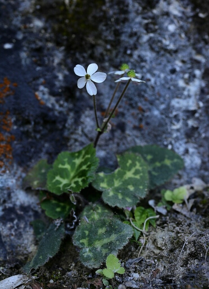 Anemone begoniifolia photo 4
