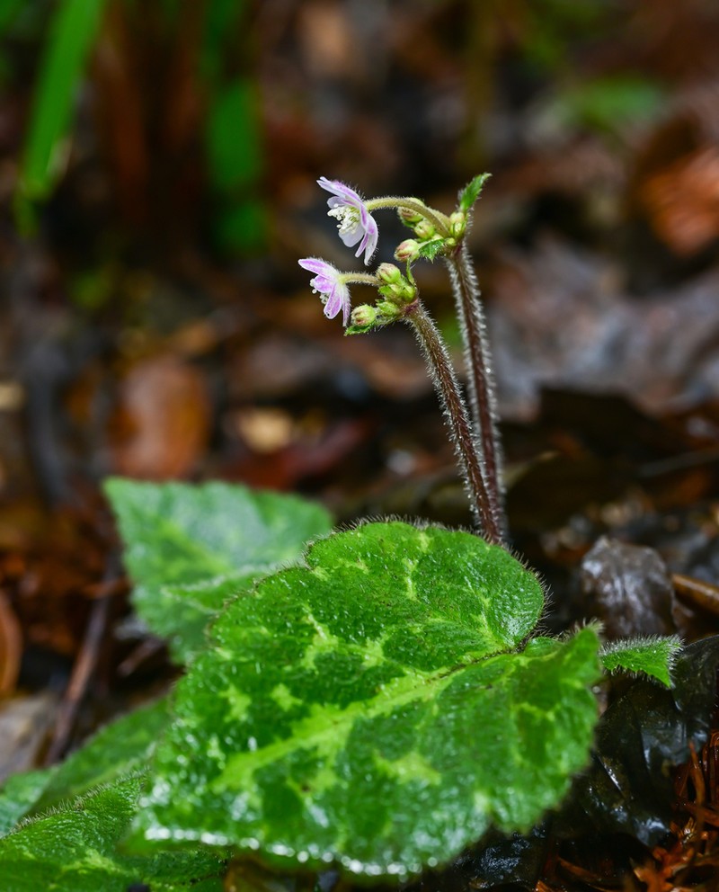 Anemone begoniifolia photo 5