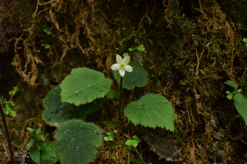Anemone begoniifolia photo 6