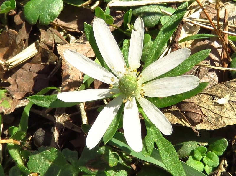 Tenpetal Thimbleweed