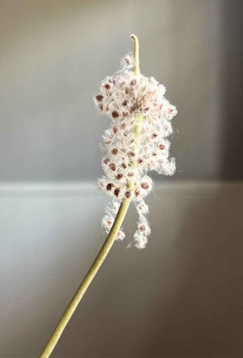 Tenpetal Thimbleweed photo 2