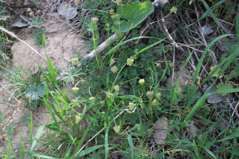 Anemone biflora photo 2