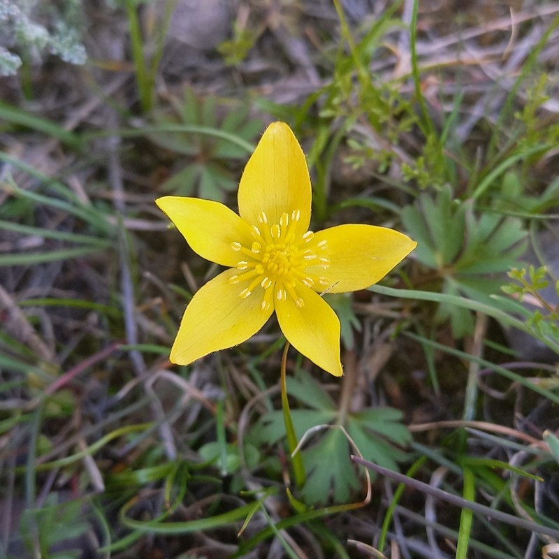 Anemone biflora photo 3