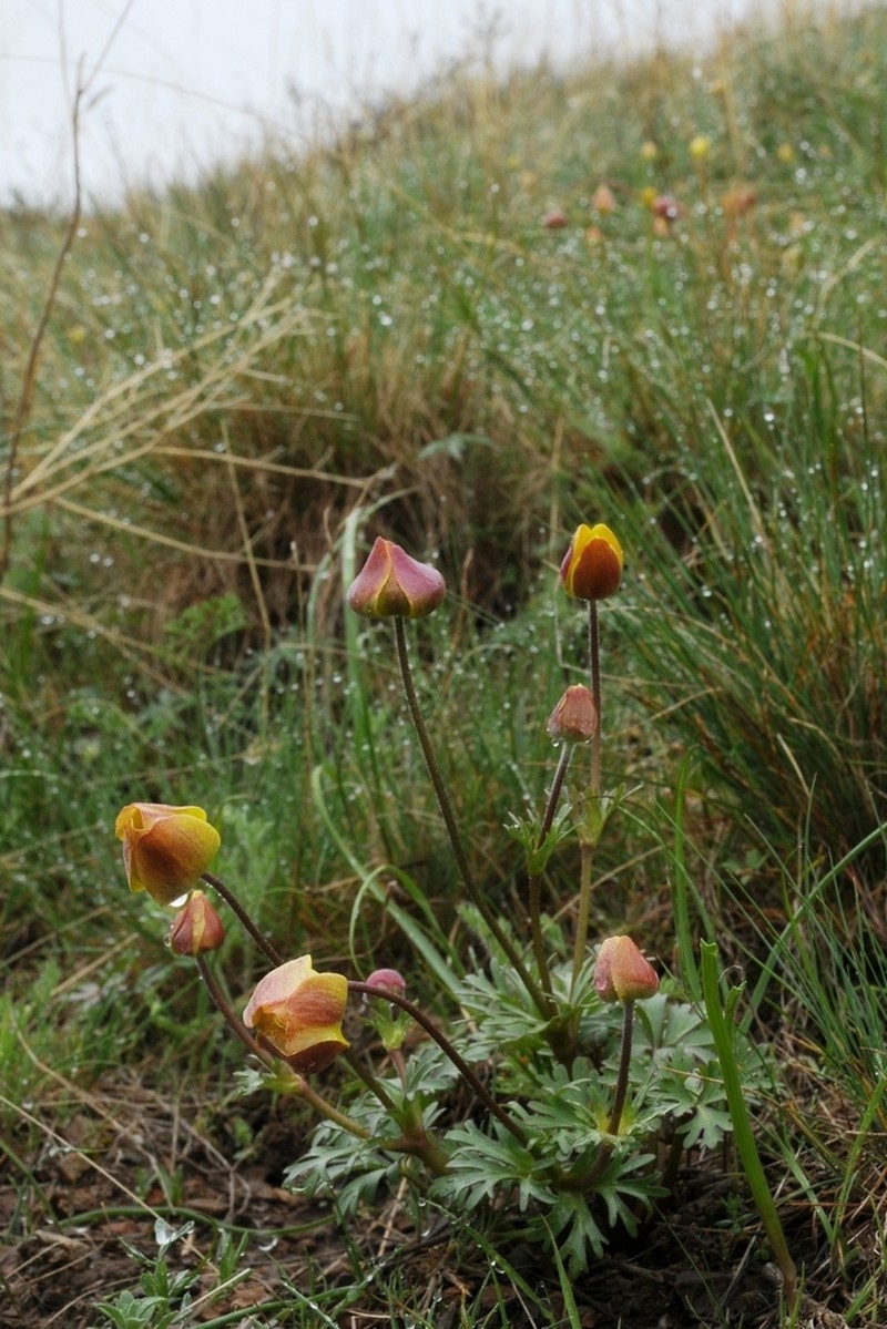 Anemone biflora photo 4
