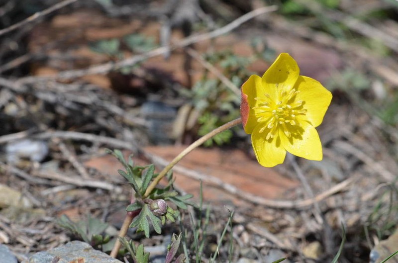 Anemone biflora photo 5