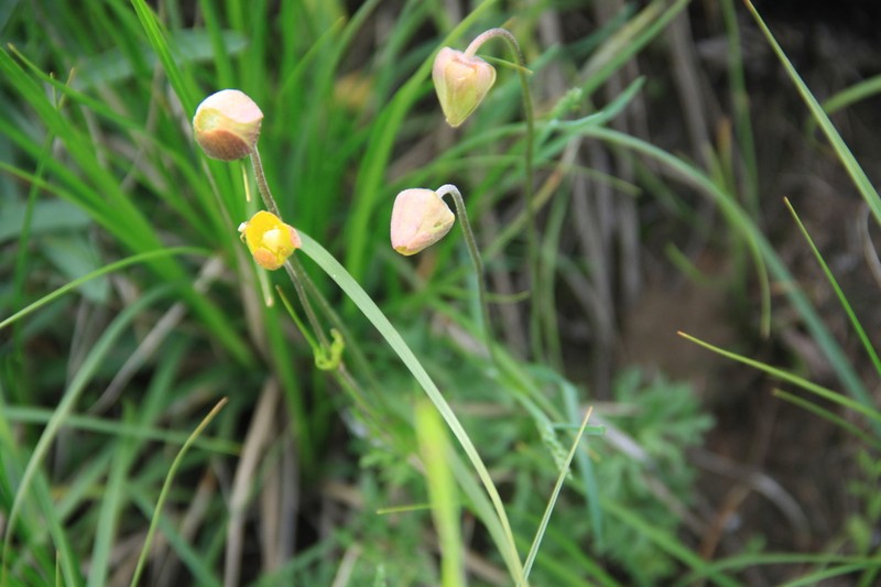 Anemone biflora photo 6
