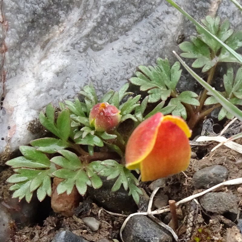 Anemone biflora photo 7