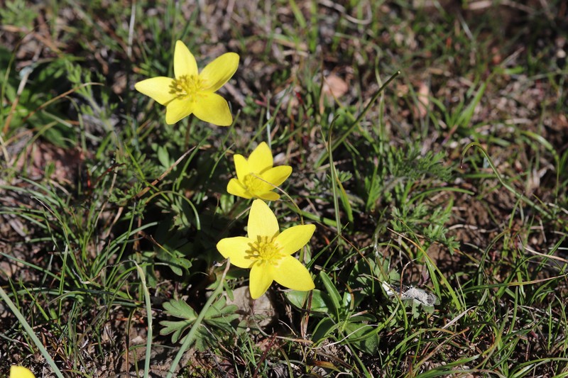 Anemone biflora var. gortschakowii