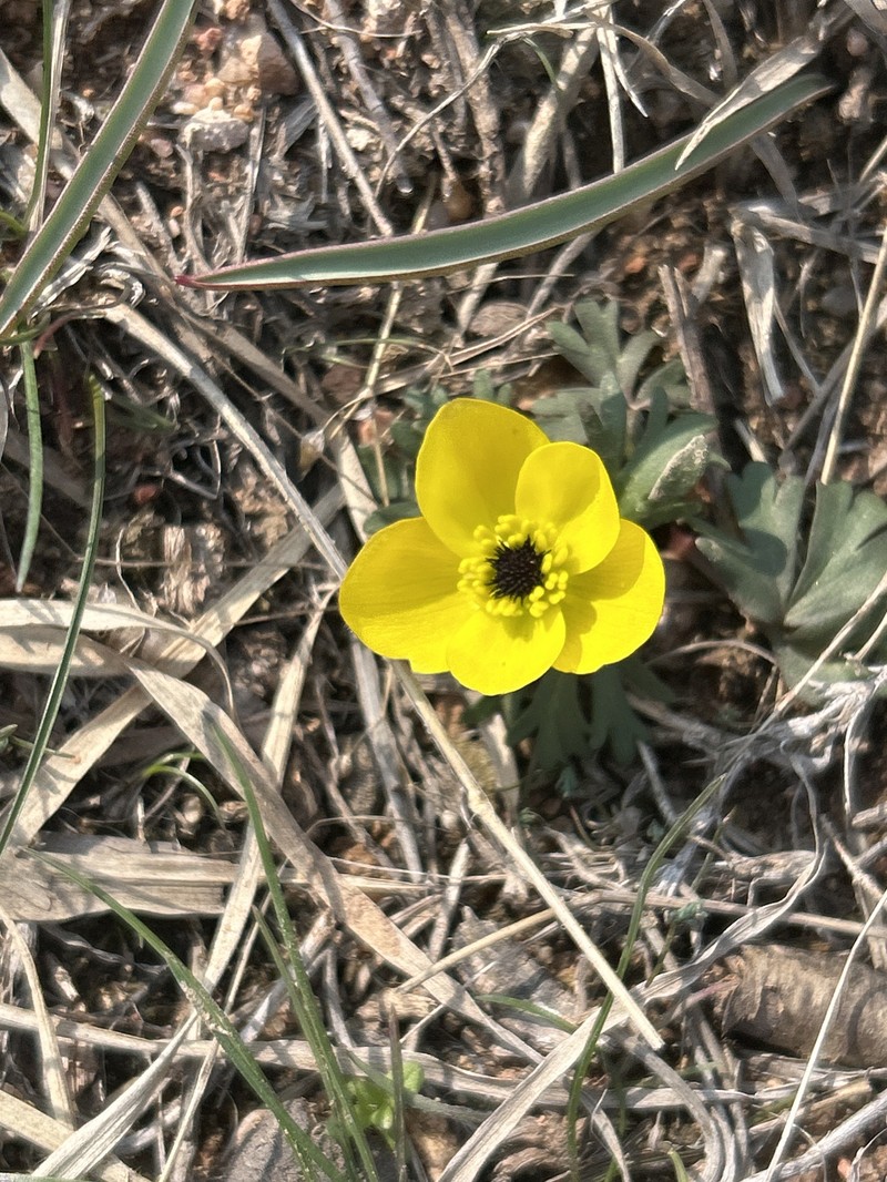 Anemone biflora var. gortschakowii photo 2