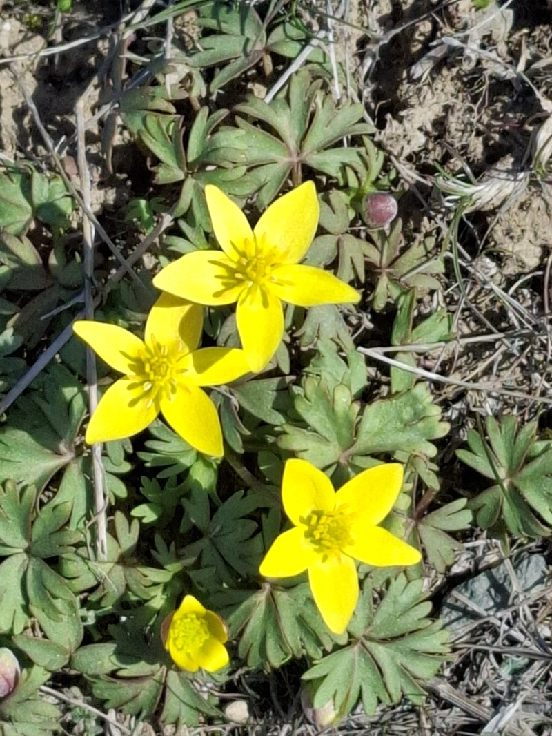 Anemone biflora var. gortschakowii photo 3