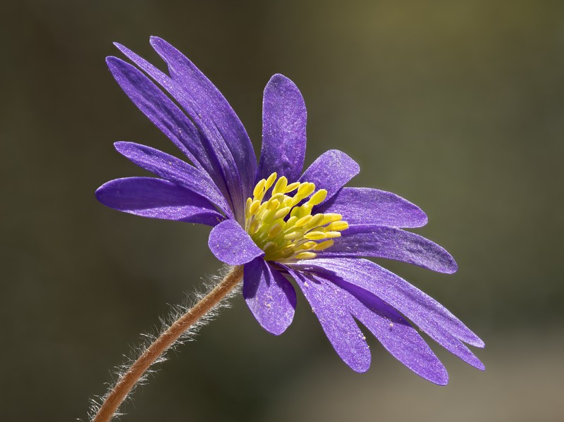 Greek Thimbleweed photo 2
