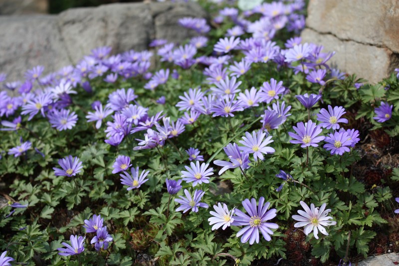 Greek Thimbleweed photo 3