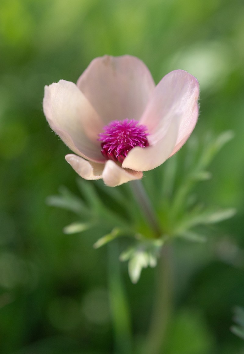 Anemone bucharica photo 4