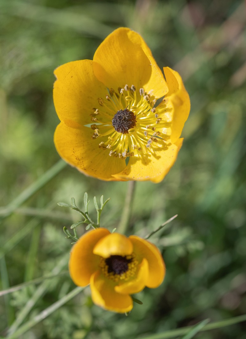 Anemone bucharica photo 6
