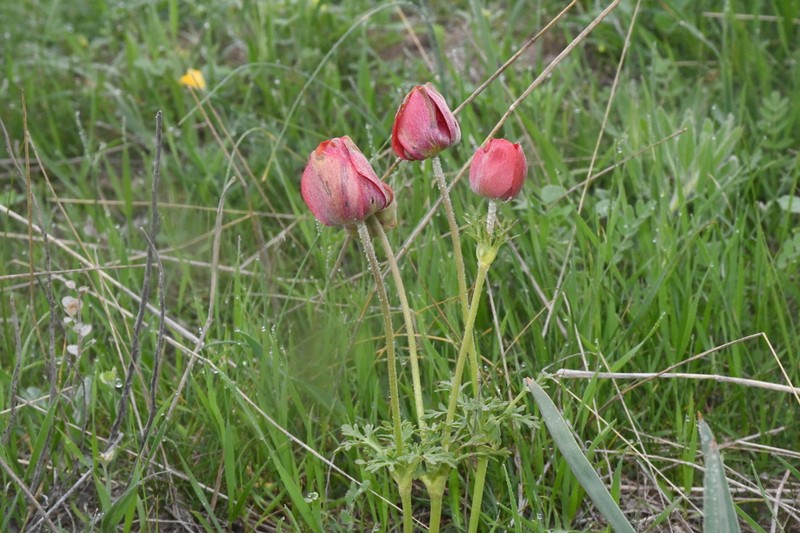 Anemone bucharica photo 7