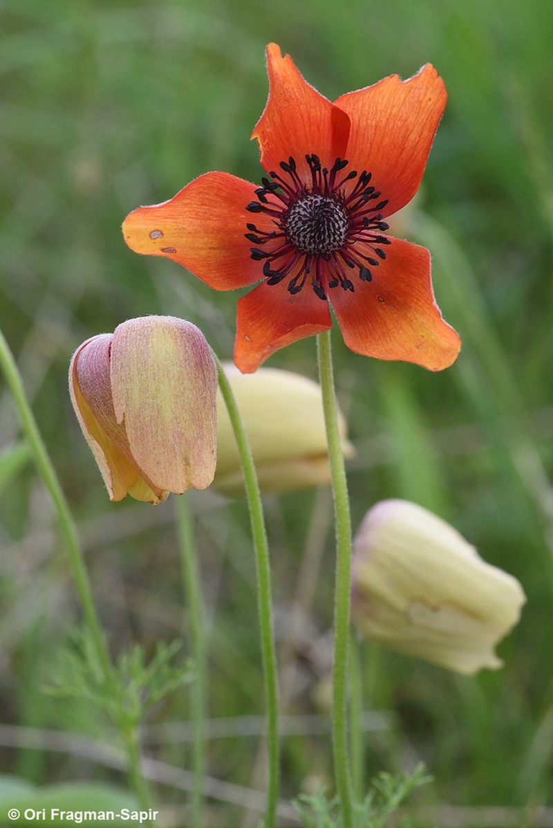 Anemone bucharica