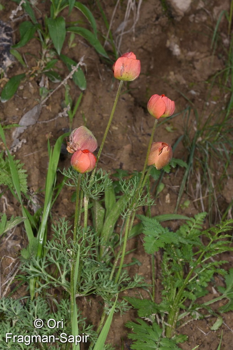 Anemone bucharica photo 3