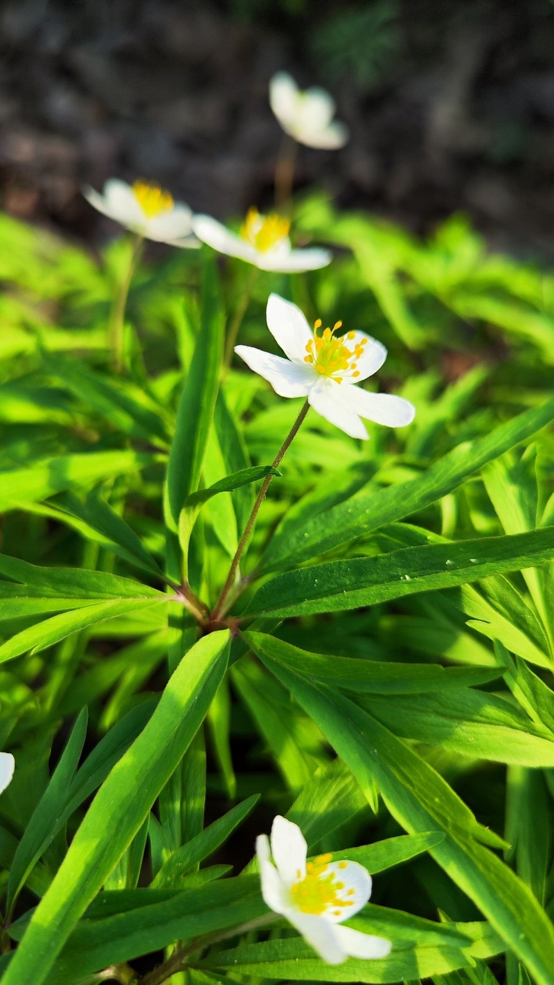 Anemone caerulea photo 2