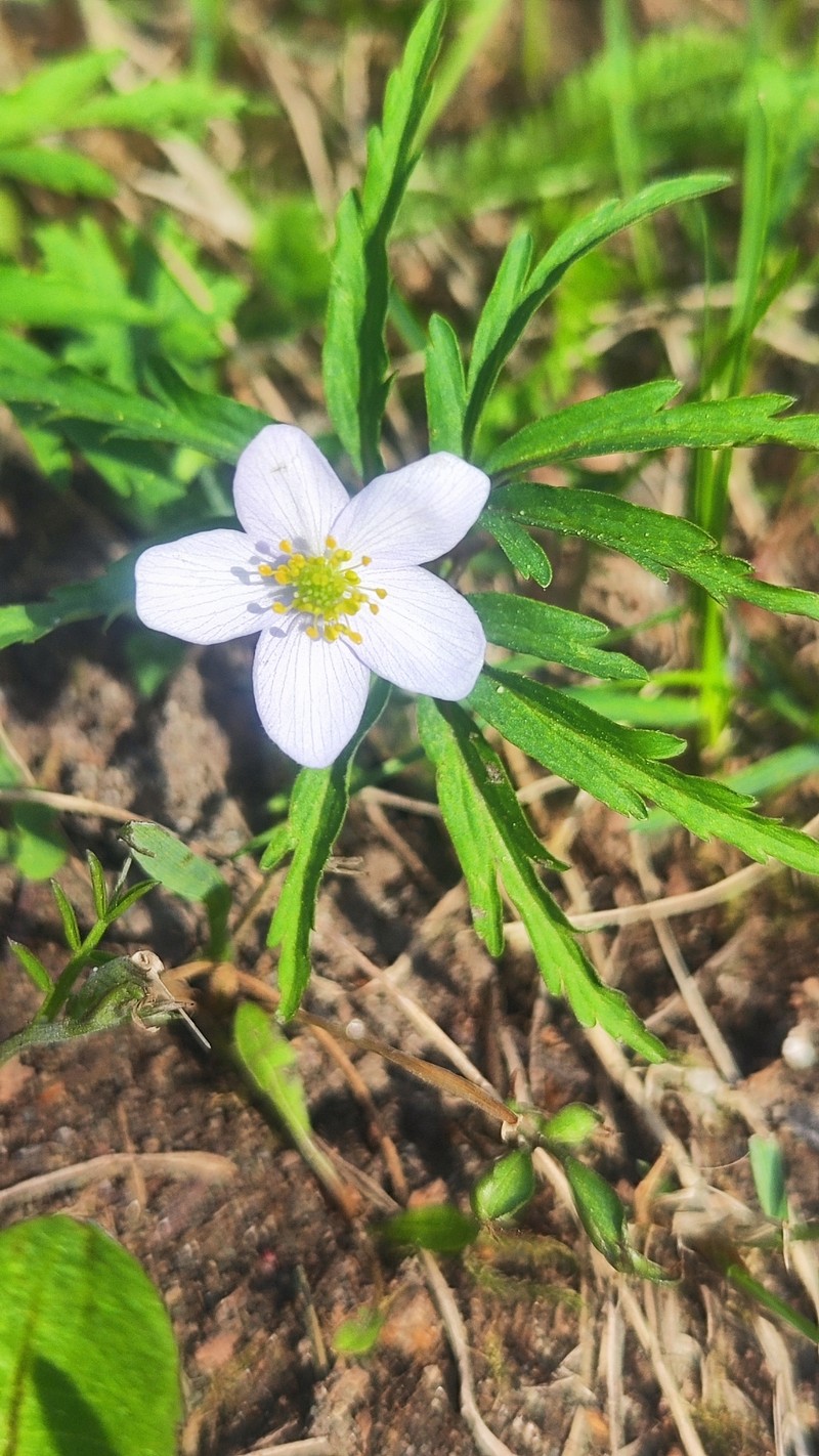 Anemone caerulea photo 3