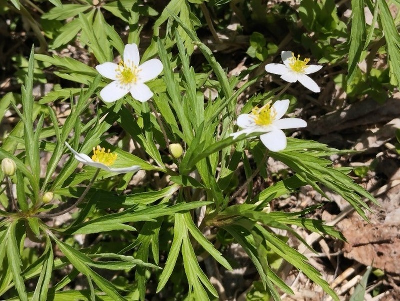Anemone caerulea photo 4