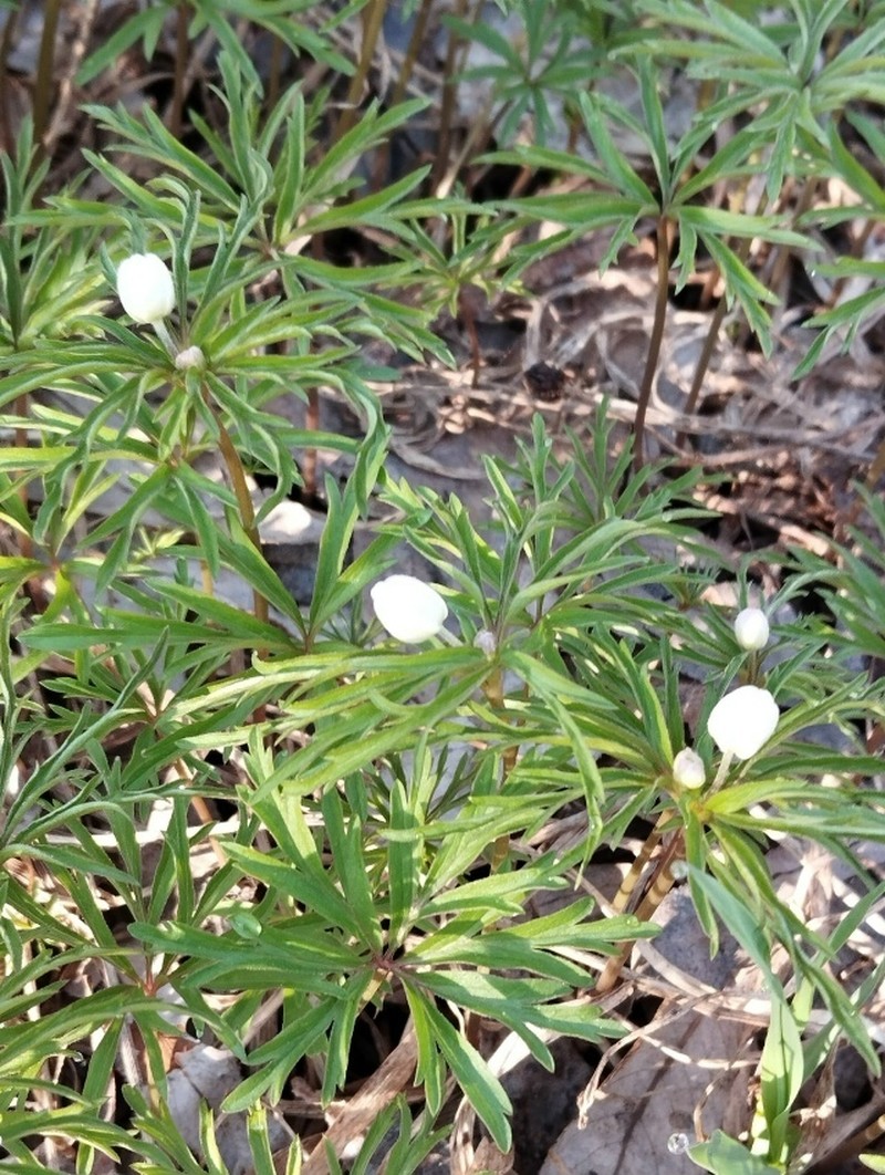 Anemone caerulea photo 5