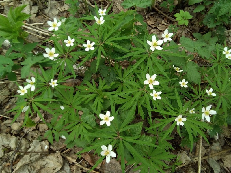 Anemone caerulea
