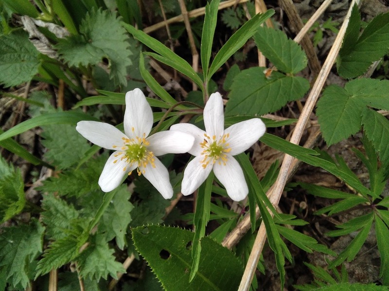 Anemone caerulea photo 6