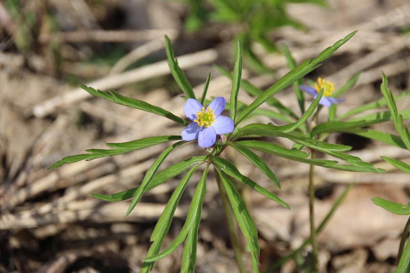 Anemone caerulea photo 7