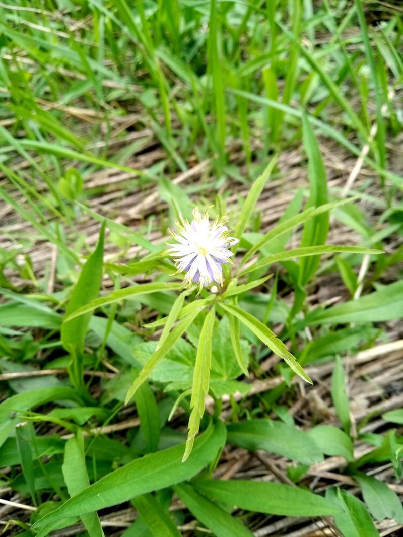 Anemone caerulea