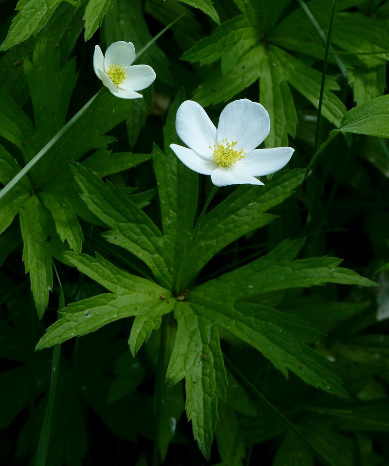 Canadian Anemone